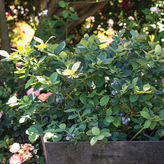 Vaccinium corymbosum - Bushel and Berry® Silver Dollar® Blueberry