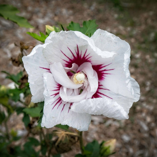 Hibiscus syriacus - First Editions® Bali™ Hibiscus