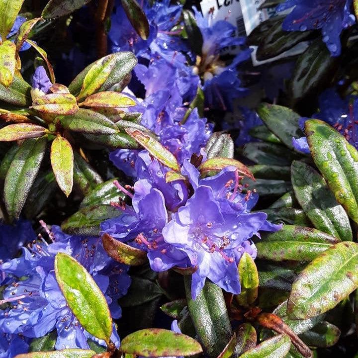 Rhododendron - Blue Baron Rhododendron