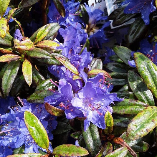 Rhododendron - Blue Baron Rhododendron