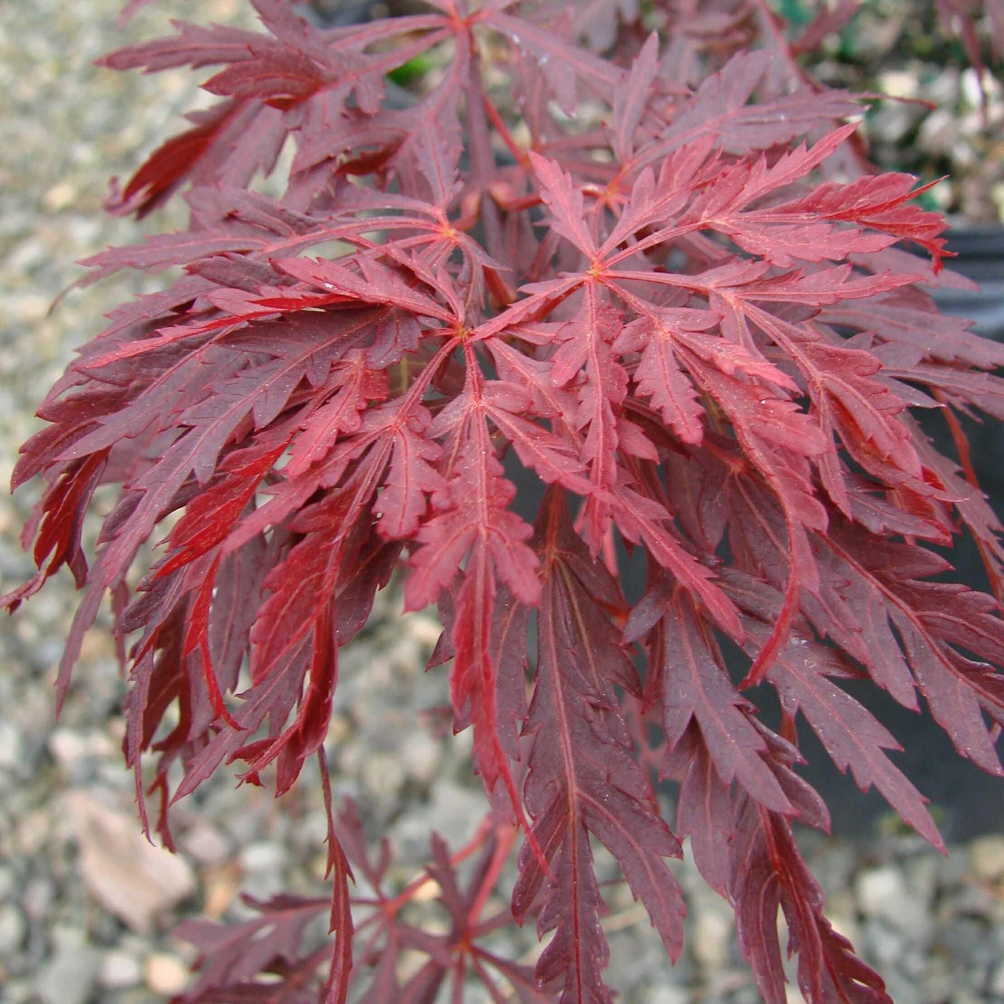 Acer palmatum var. dissectum - Red Dragon Japanese Maple