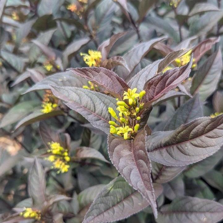 Diervilla rivularis - Kodiak® Jet Black Honeysuckle