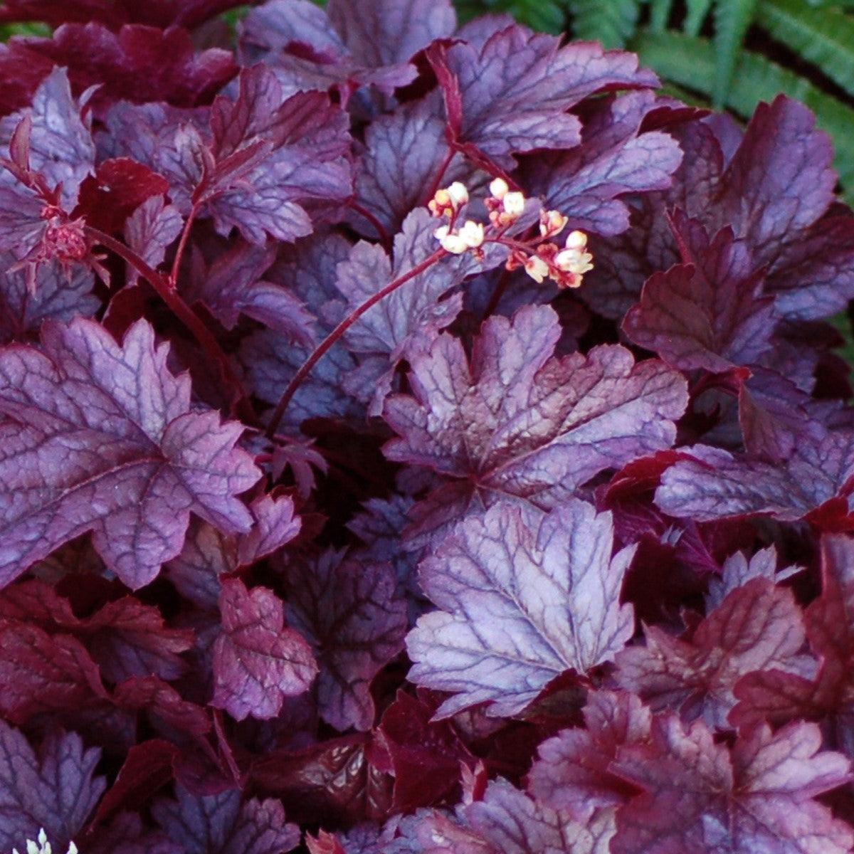 Heuchera x - CITY™ Shanghai Heuchera