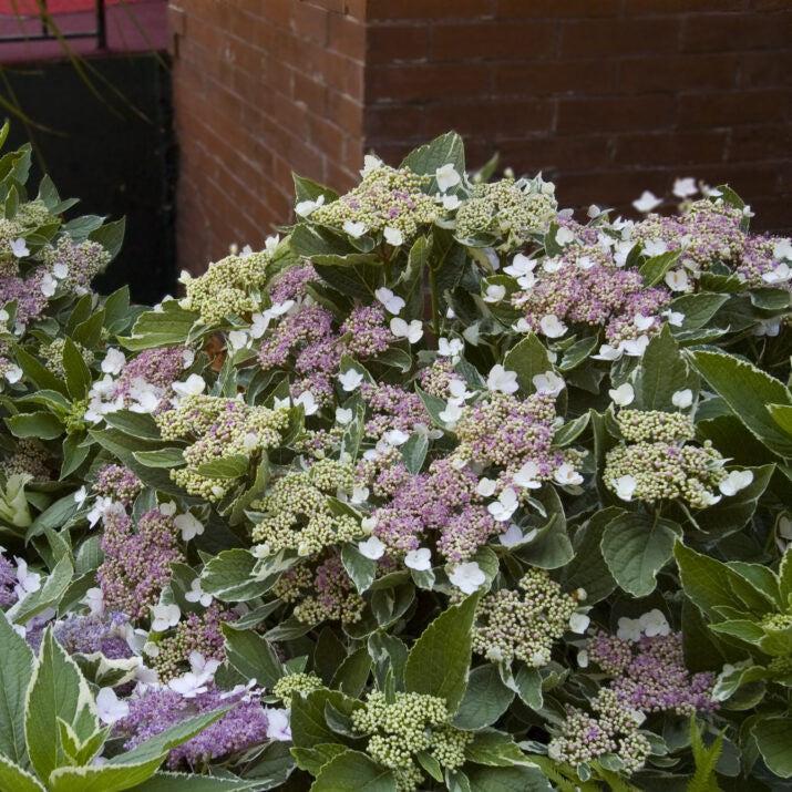 Hydrangea macrophylla - First Editions® Light-O-Day® Hydrangea