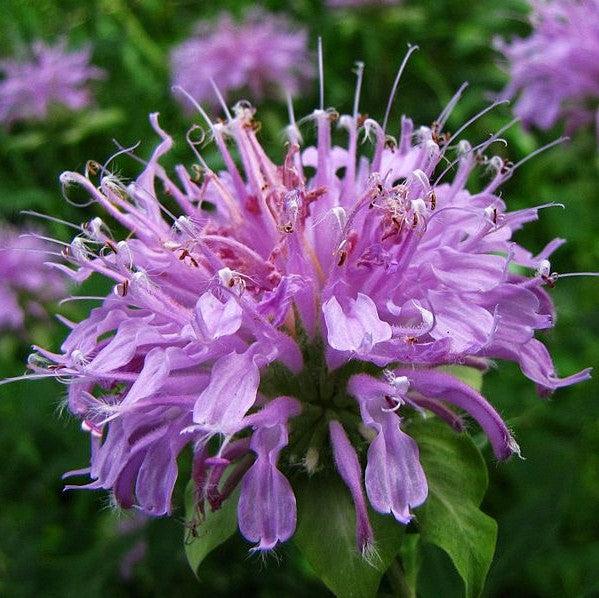 Monarda - Sugar Buzz® Blue Moon Bee Balm