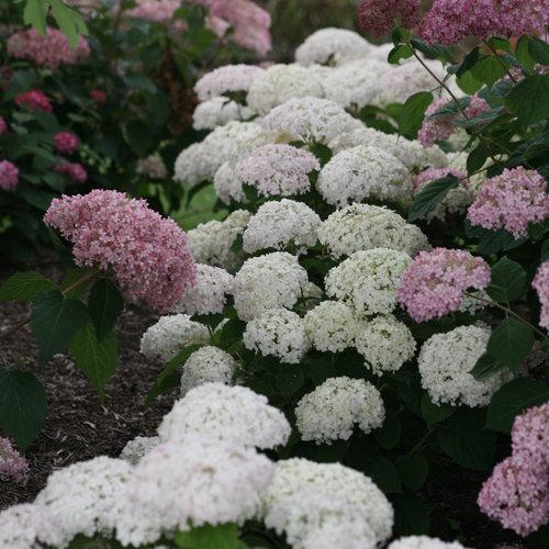 Hydrangea arborescens - Invincibelle® Wee White Smooth Hydrangea