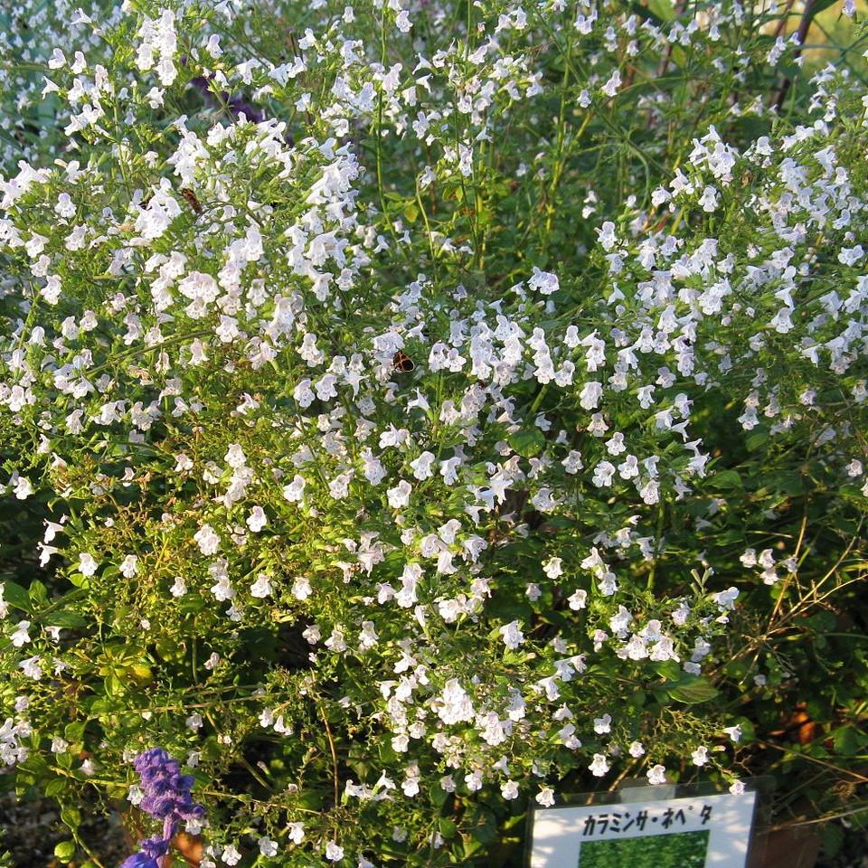 Calamintha nepeta spp.  - Lesser Calamint