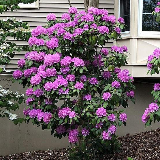 Rhododendron - English Roseum Rhododendron