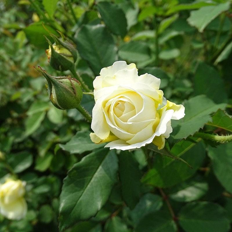 Rosa - The Pilgrim® Rose