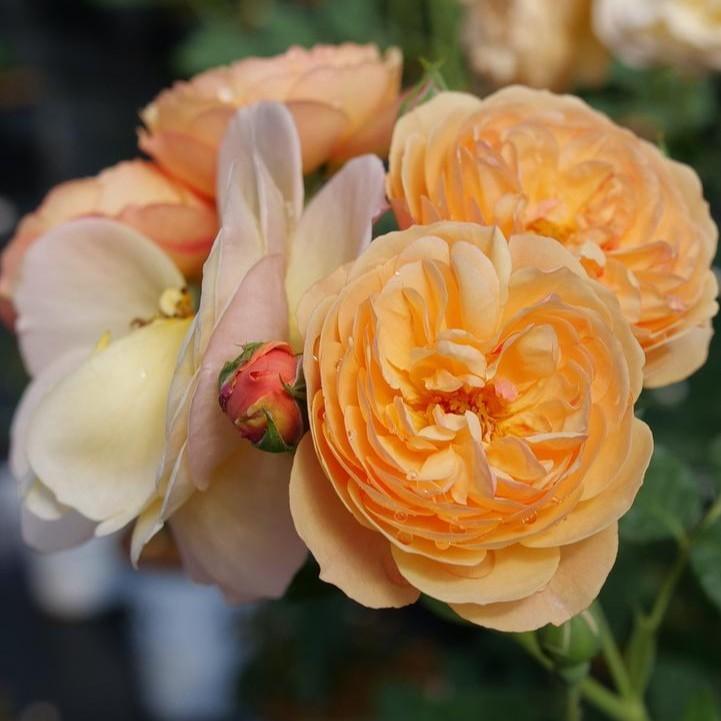 Rosa x - PW® Flavorette® Honey-Apricot Rose