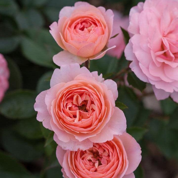Rosa - Easy Elegance® Calypso Rose