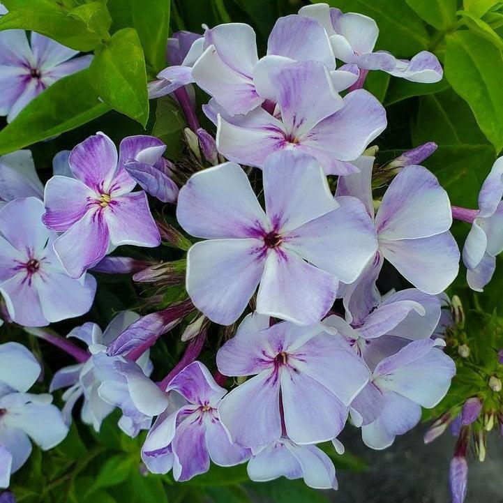 Phlox paniculata  - Volcano® Lilac Splash Phlox