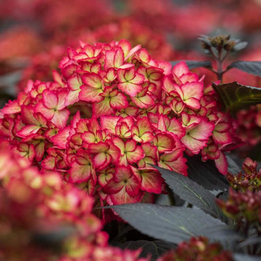 Hydrangea macrophylla - First Editions® Eclipse® Hydrangea