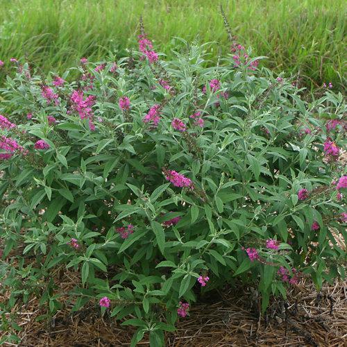 Buddleia - Miss Ruby Butterfly Bush
