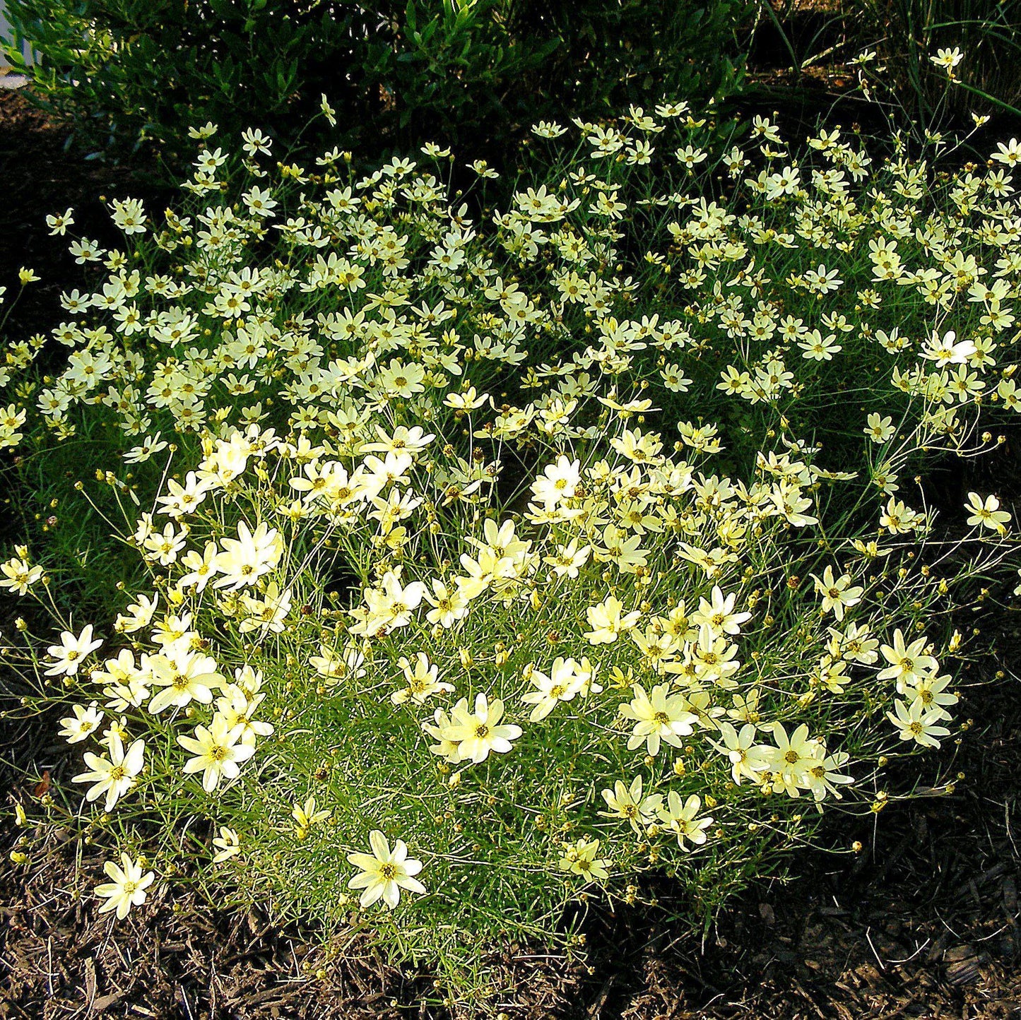 Coreopsis verticillata - Moonbeam Threadleaf Coreopsis