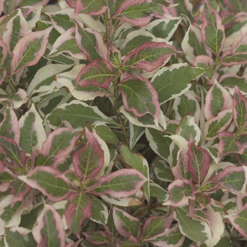 Weigela florida - My Monet® Weigela