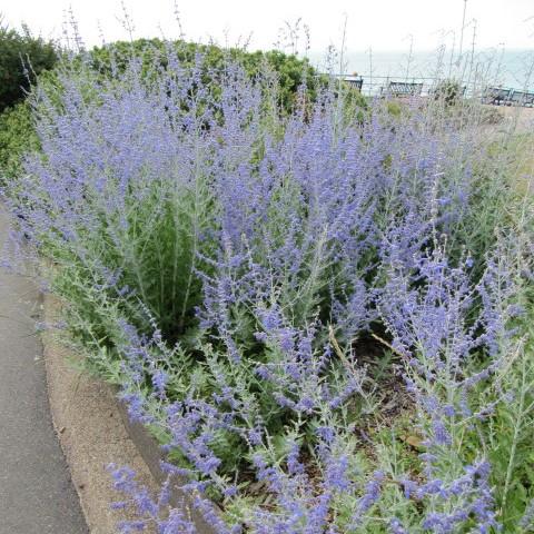 Perovskia atriplicifolia - Blue Jean Baby Russian Sage