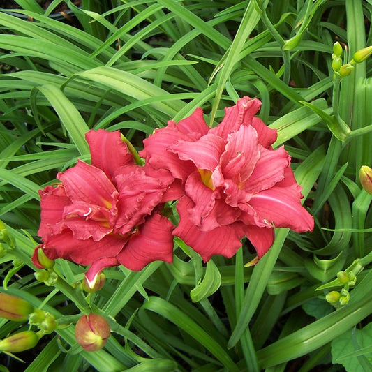 Hemerocallis - Double Pardon Me Daylily