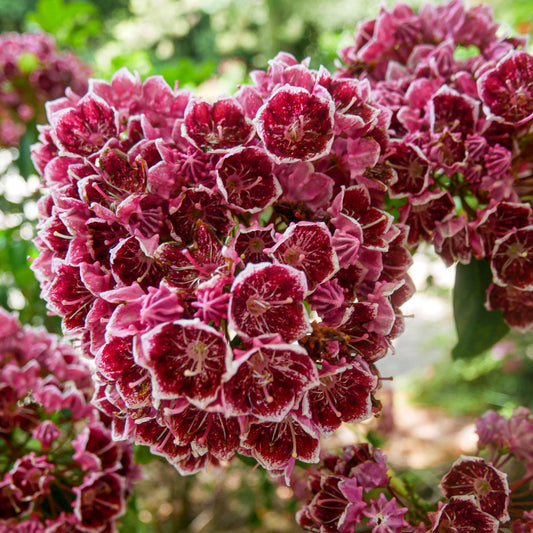 Kalmia latifolia - Keepsake Mountain Laurel