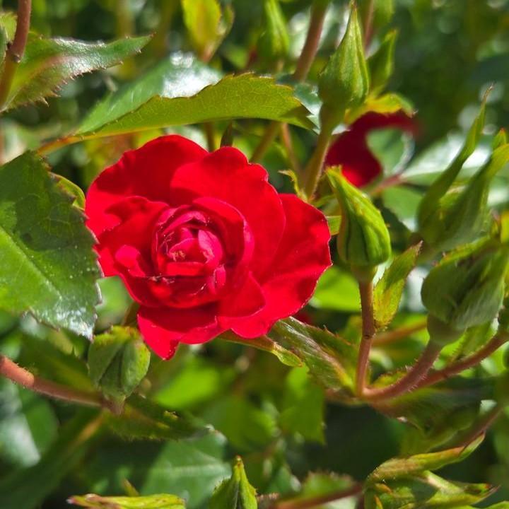 Rosa x - Flower Carpet® Mini Cherry Rose