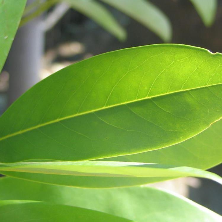 Moonglow® Sweet Bay Magnolia