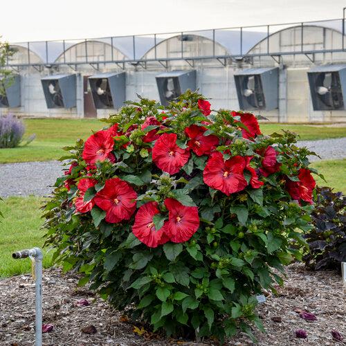 Hibiscus - Summerific® Valentine Crush Hibiscus