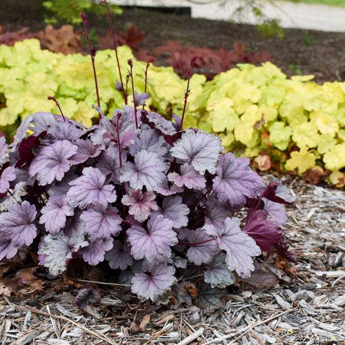 Heuchera - Dolce® Silver Gumdrop Heuchera