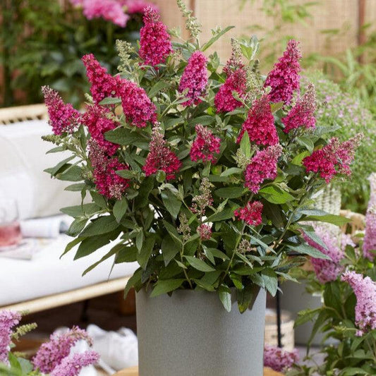 Buddleia davidii ‘BotEx 006’ - Butterfly Candy™ Li'l Raspberry™ Butterfly Bush