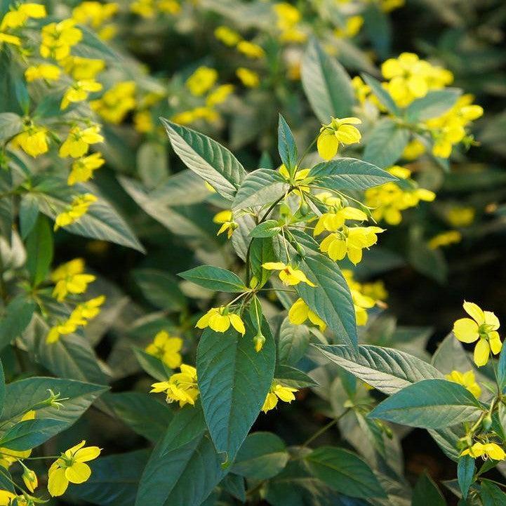 Lysimachia ciliata  - Fringed Loosestrife