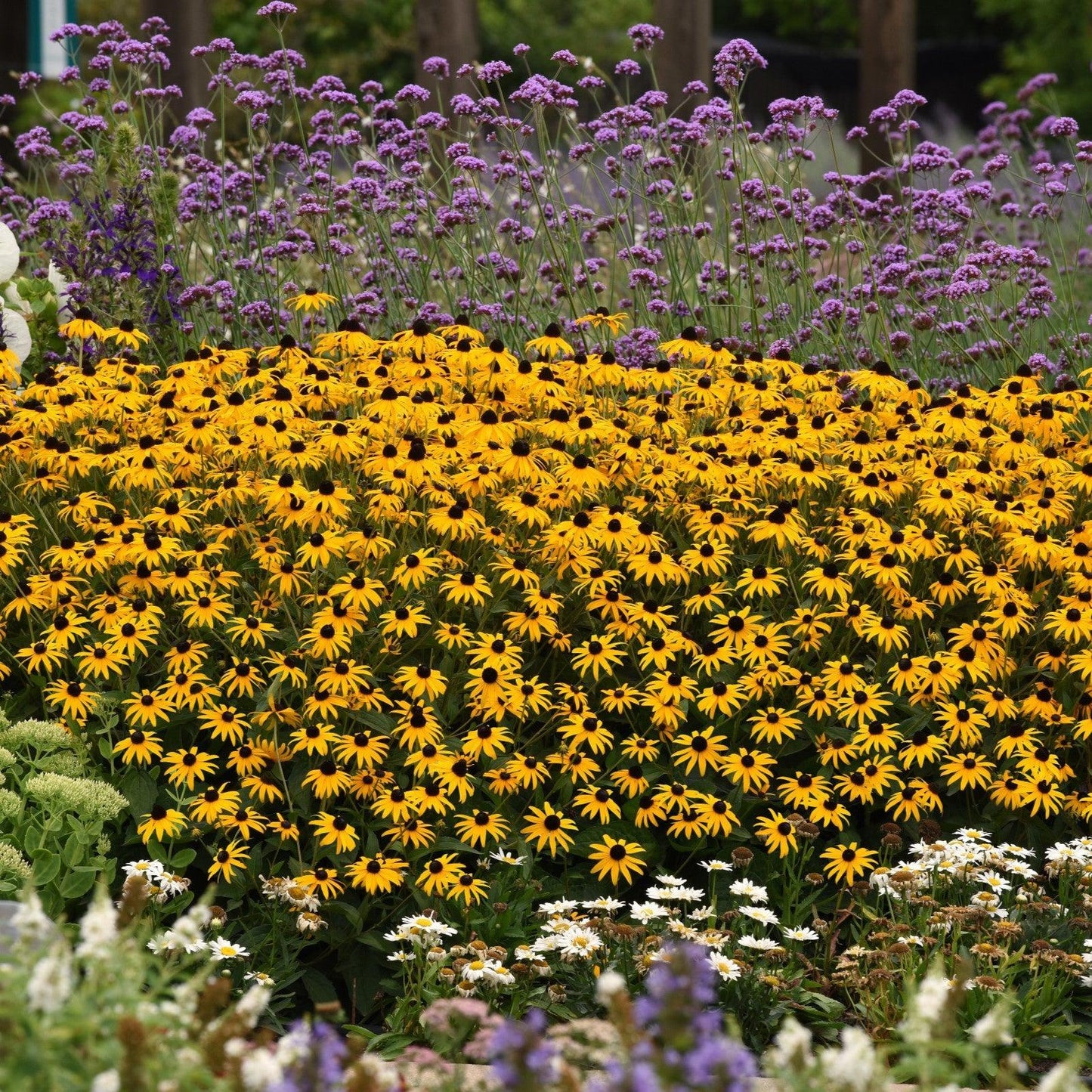 Rudbeckia fulgida var. sullivantii - Gold Blitz Black-Eyed Susan