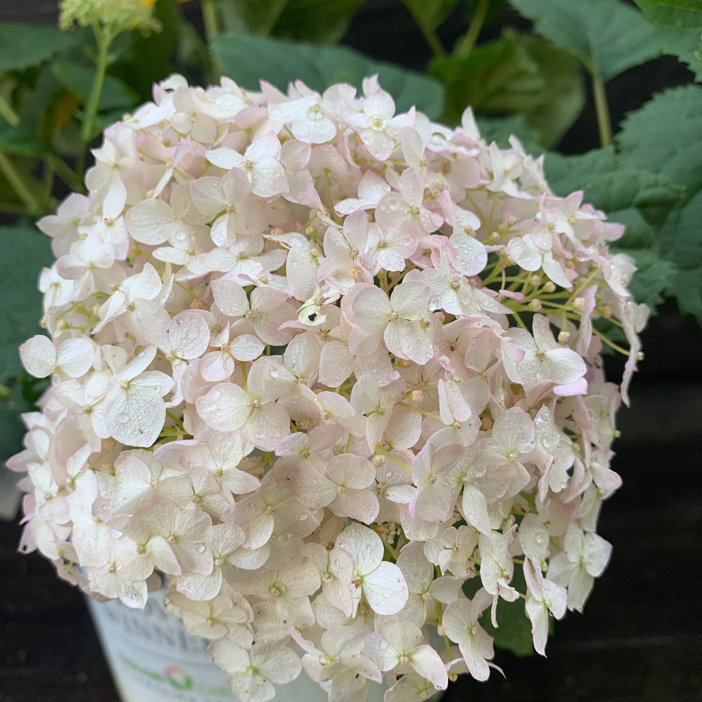 Hydrangea arborescens - Invincibelle® Wee White Smooth Hydrangea