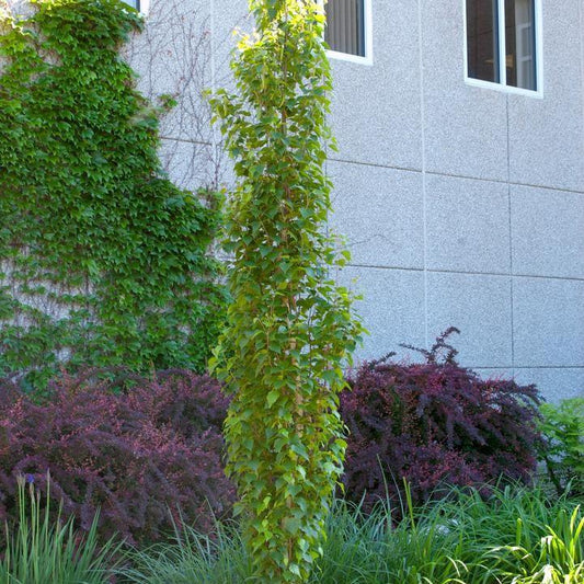 Betula platyphylla - First Editions® Parkland Pillar® Birch