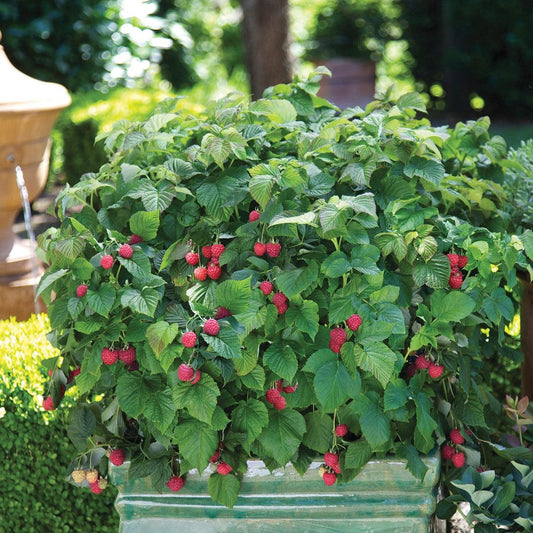 Rubus idaeus - Shortcake® Raspberry