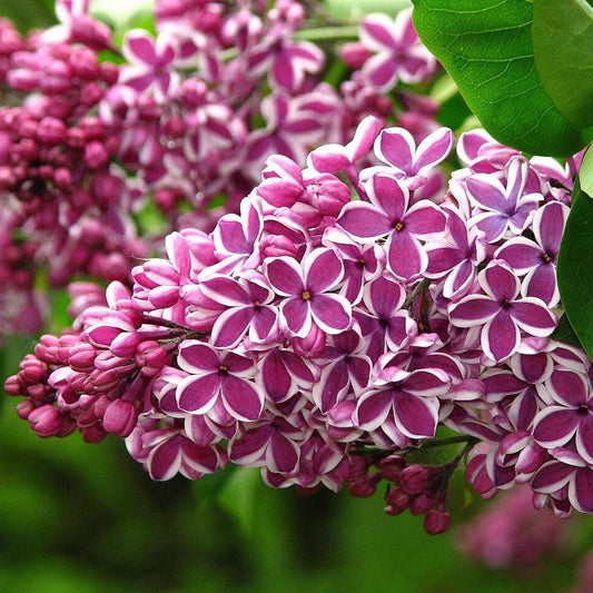 Syringa vulgaris - Sensation Lilac