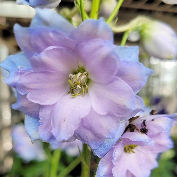 Delphinium x - New Millennium™ Blue Lace Delphinium