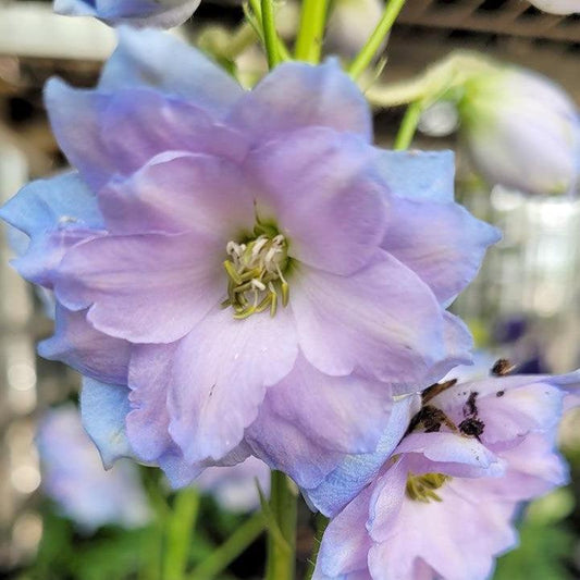 Delphinium x - New Millennium™ Blue Lace Delphinium