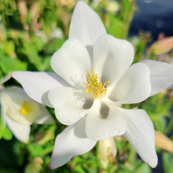 Aquilegia - Earlybird™ White Columbine