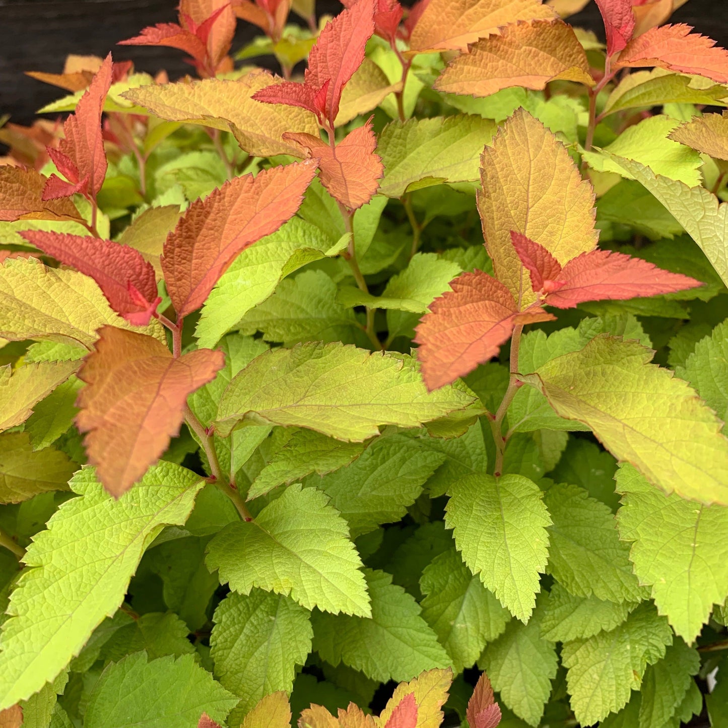 Spiraea japonica - Double Play® Candy Corn® Spirea