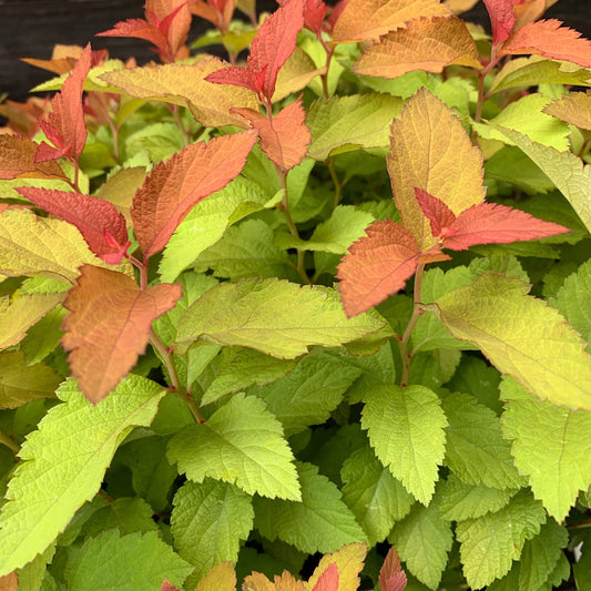 Spiraea japonica - Double Play® Candy Corn® Spirea
