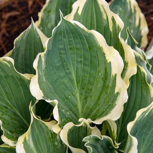 Hosta - PW® Shadowland® Hope Springs Eternal Hosta