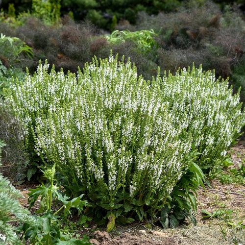 Salvia nemorosa ‘White Profusion’ - White Profusion Meadow Sage
