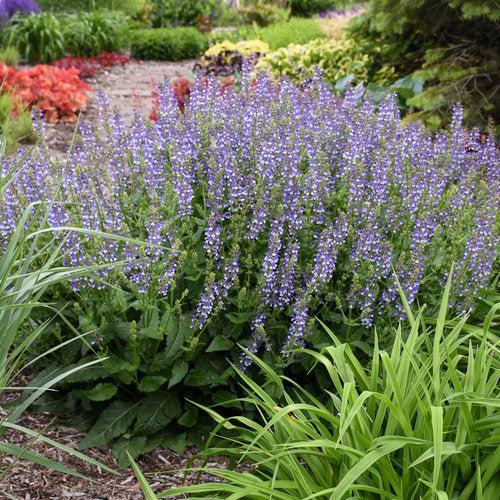 Salvia  - Color Spires® Azure Snow Salvia