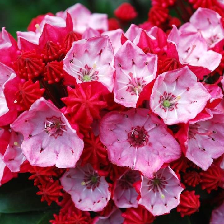 Kalmia latifolia - Firecracker Mountain Laurel