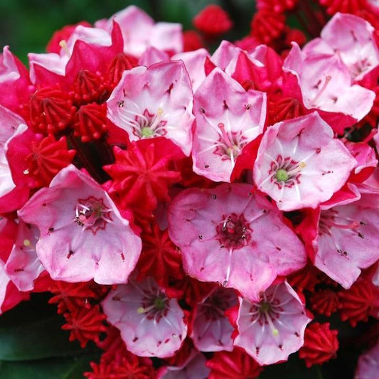 Kalmia latifolia - Firecracker Mountain Laurel