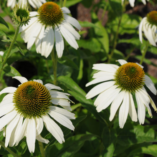 Echinacea purpurea - White Swan Echinacea, Coneflower