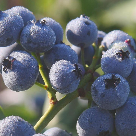 Vaccinium corymbosum - Bluegold Blueberry