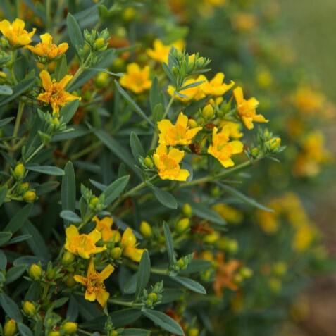 Hypericum kalmianum - First Editions® Cobalt-n-Gold™ St. John's Wort