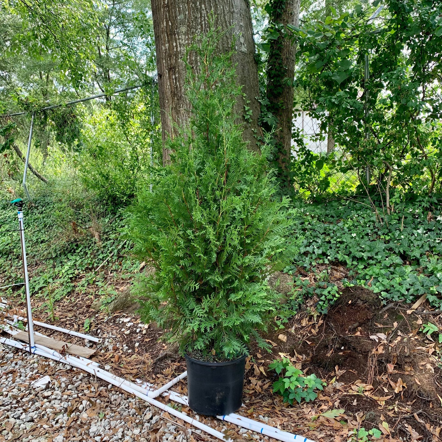 Thuja standishii x plicata - Green Giant Arborvitae