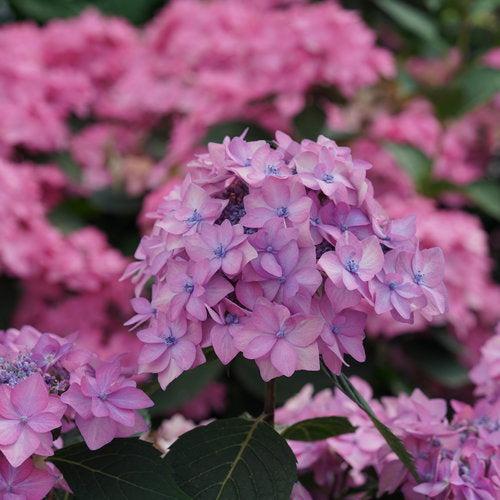 Hydrangea serrata - Let's Dance® Can Do!® Hydrangea