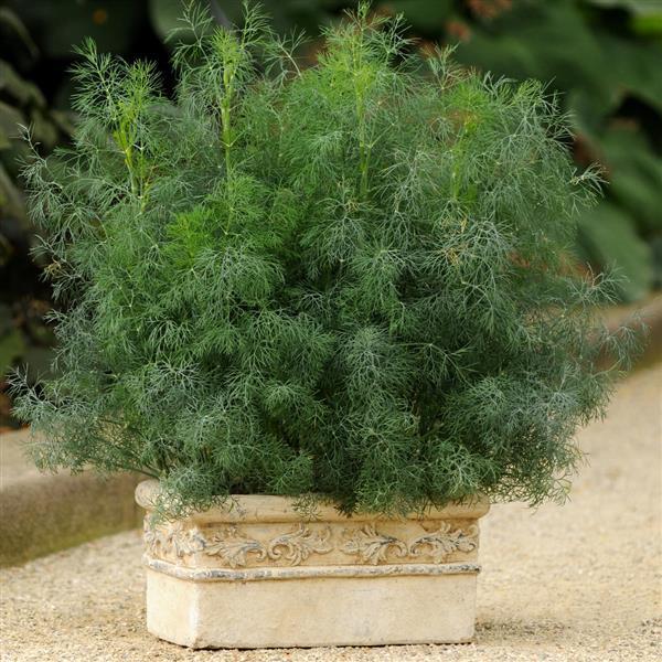 Anethum graveolens - Fernleaf Dill
